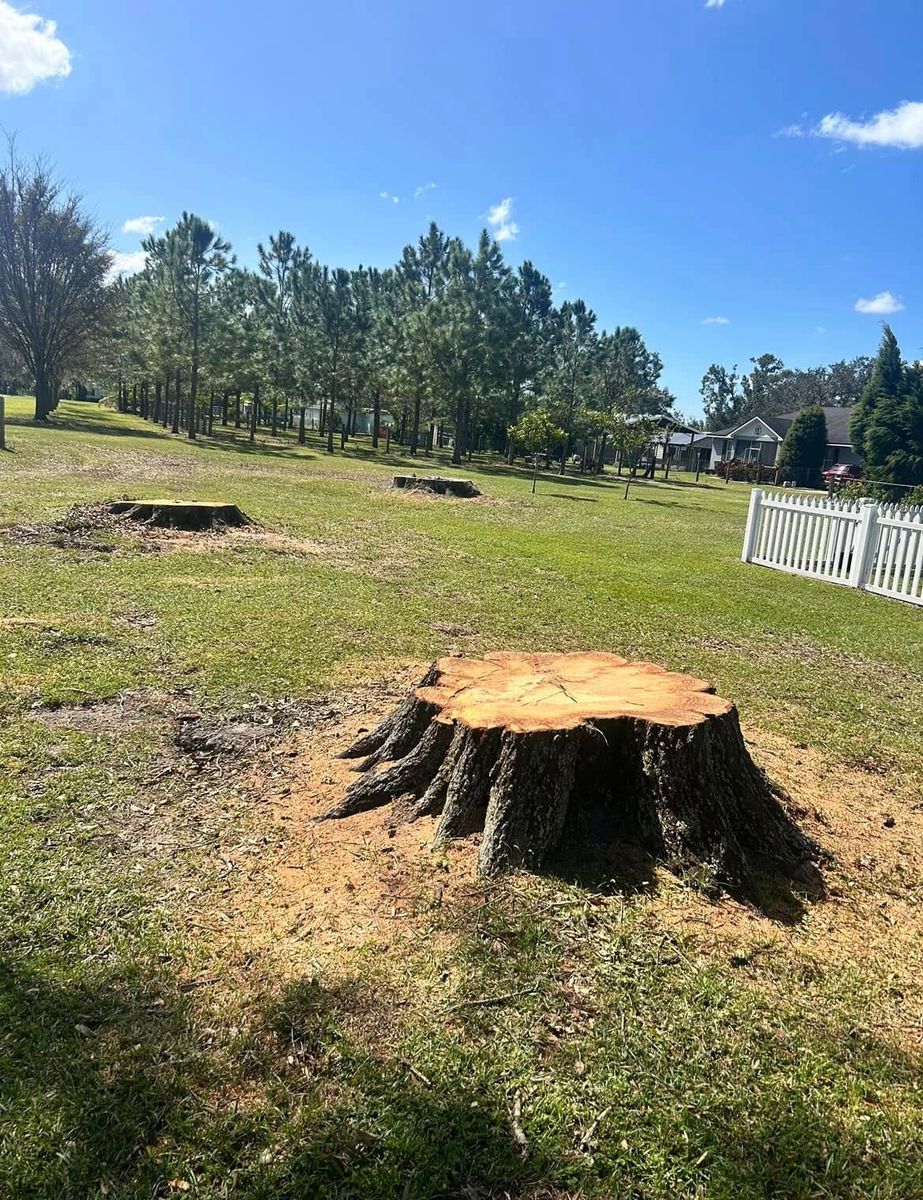 Stump Removal for Greene Acres Stump Grinding in Plant City, FL