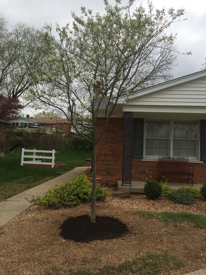 Fertilization for Precision Tree Service, Inc. in Ryland Heights, KY