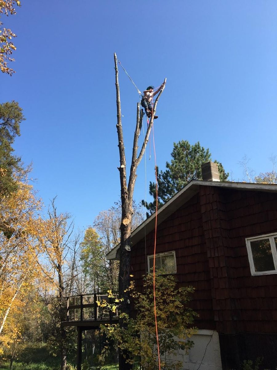 Tree Trimming for Wenzels Tree Service LLC  in Bemidji, MN