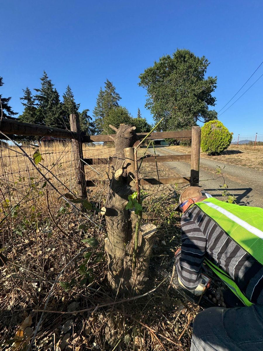 Tree Removals for Willamette Landscaping and Tree Services in Albany, OR