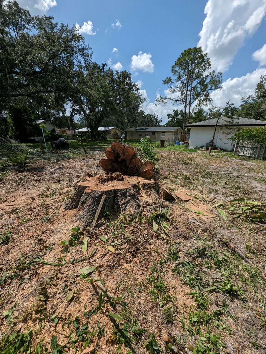 Stump Removal for Regal Tree Service and Stump Grinding in Wauchula, FL