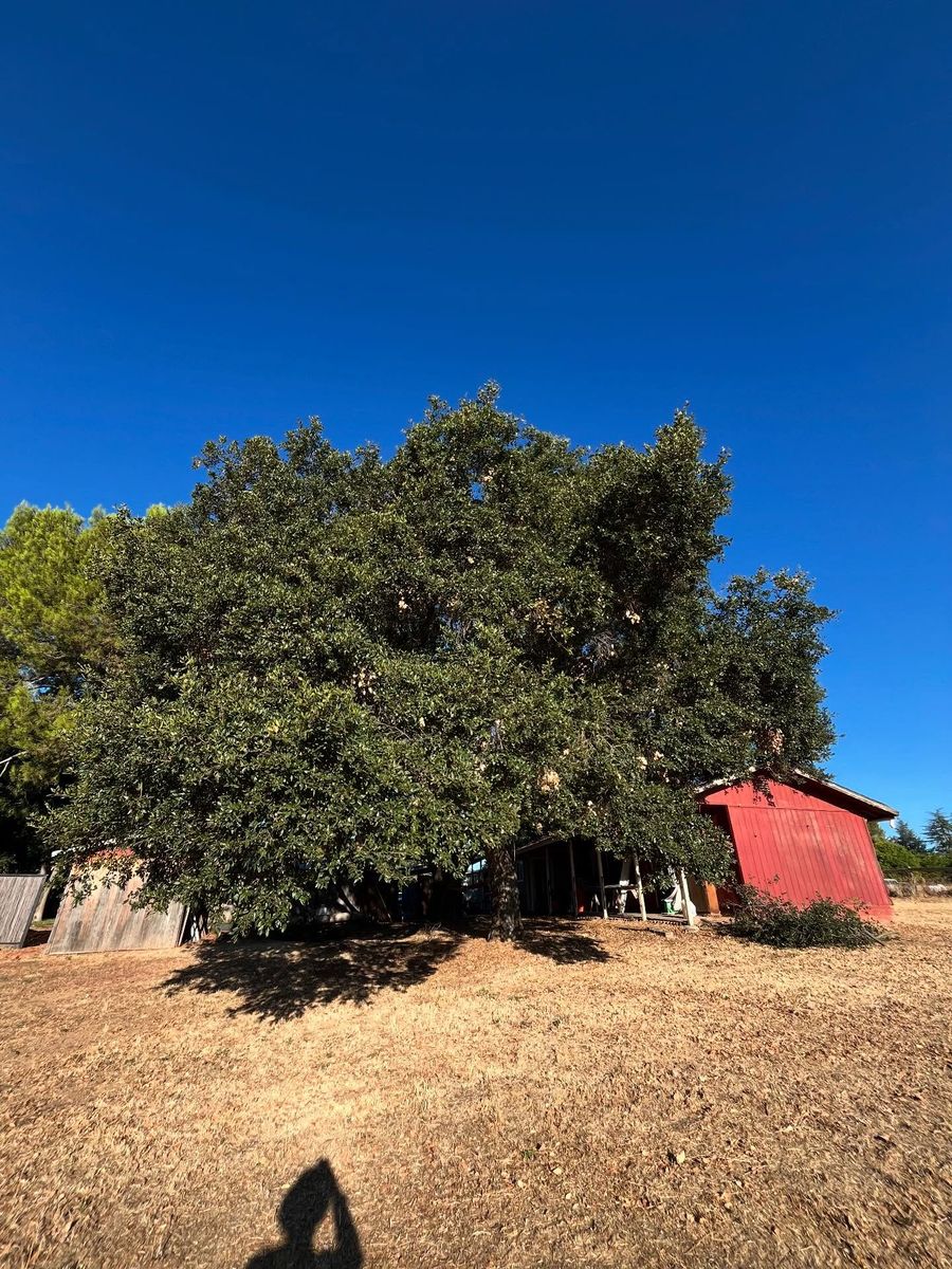 Tree Removal for A1 Junk & Tree Solutions, LLC in Paso Robles, CA