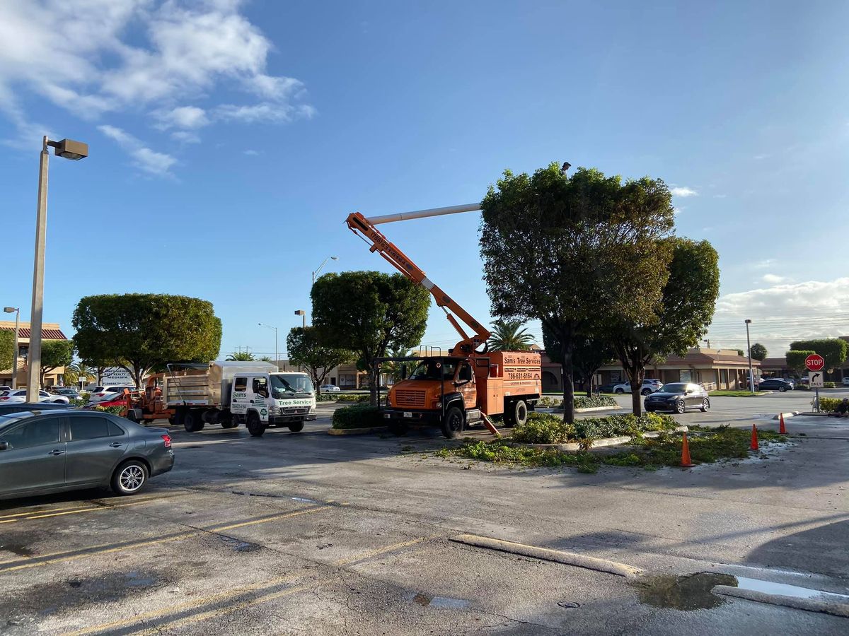 Tree Trimming for Sam's Tree Service in Miami Beach,  FL