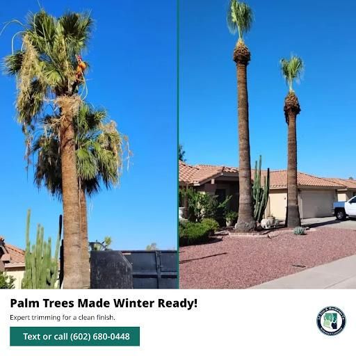 Palms Trimming for AZ Tree & Hardscape Co in Surprise, AZ
