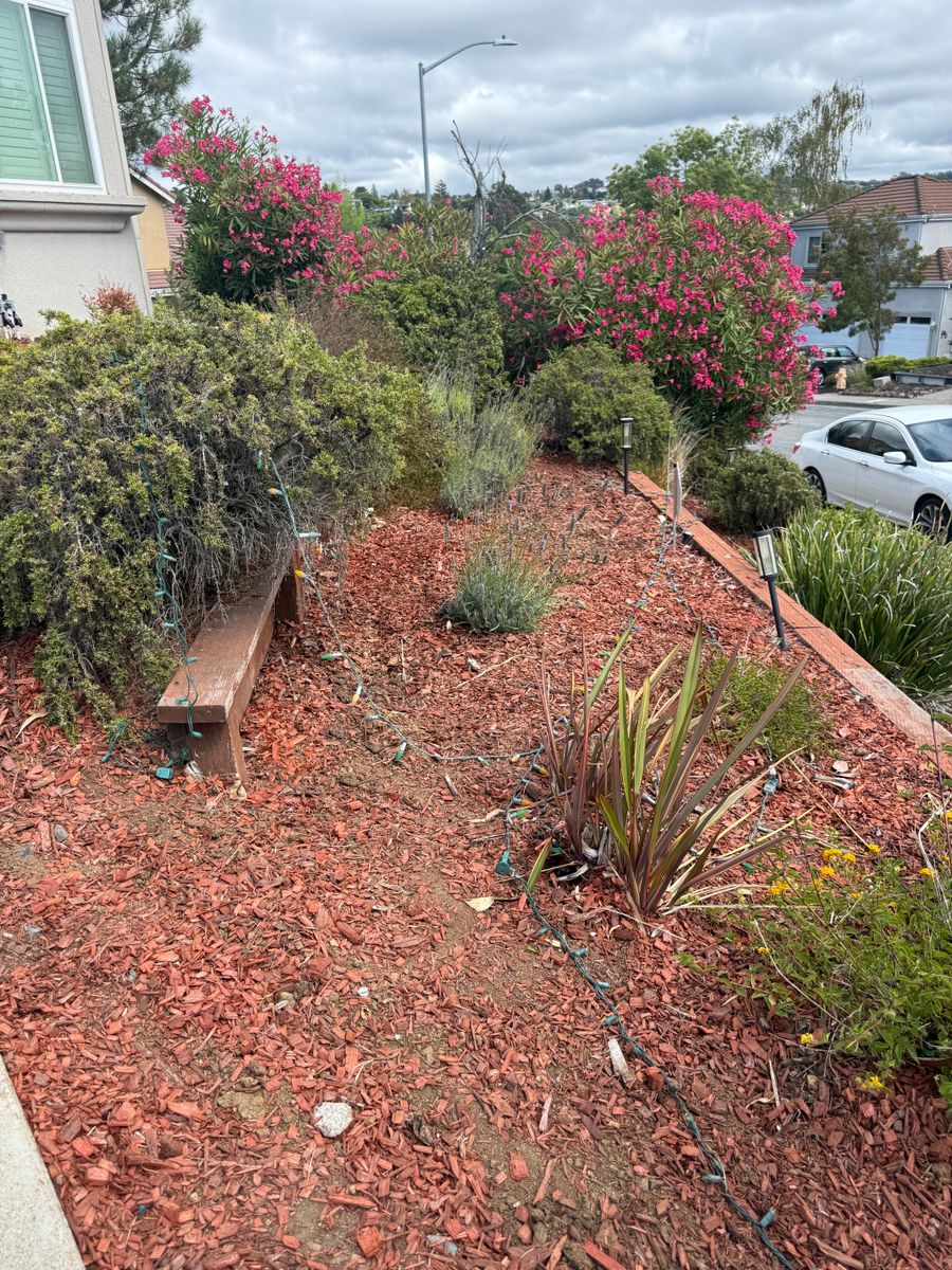 Shrub Trimming for CBA Landscaping in Hayward, CA