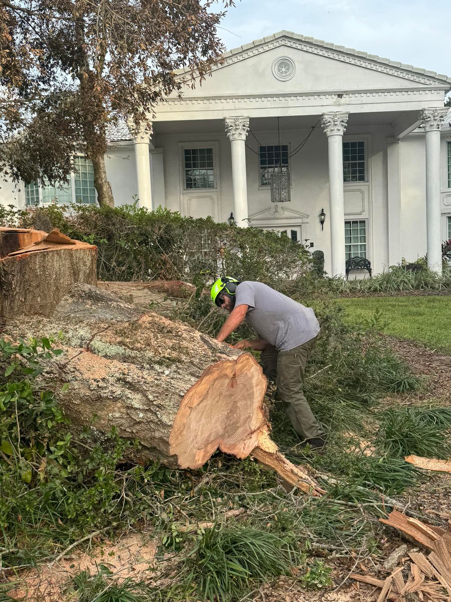 Tree Removal for Ryker's Tree Service in Dunedin, FL