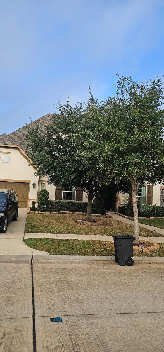 Shrub Trimming for Servin's Tree Care  in Houston, TX
