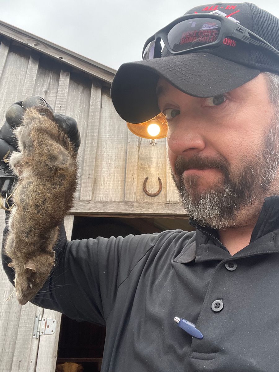 Rodent Control Services for All-In Pest Control & Home Solutions in Greene County, IN