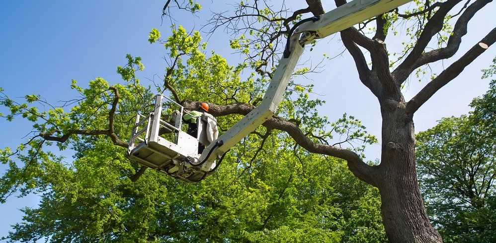 Tree Trimming for Parker Property Manage in , 