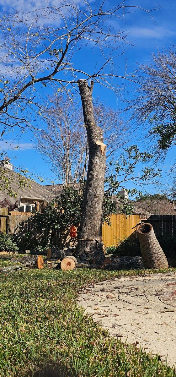 Tree Trimming for Servin's Tree Care  in Houston, TX