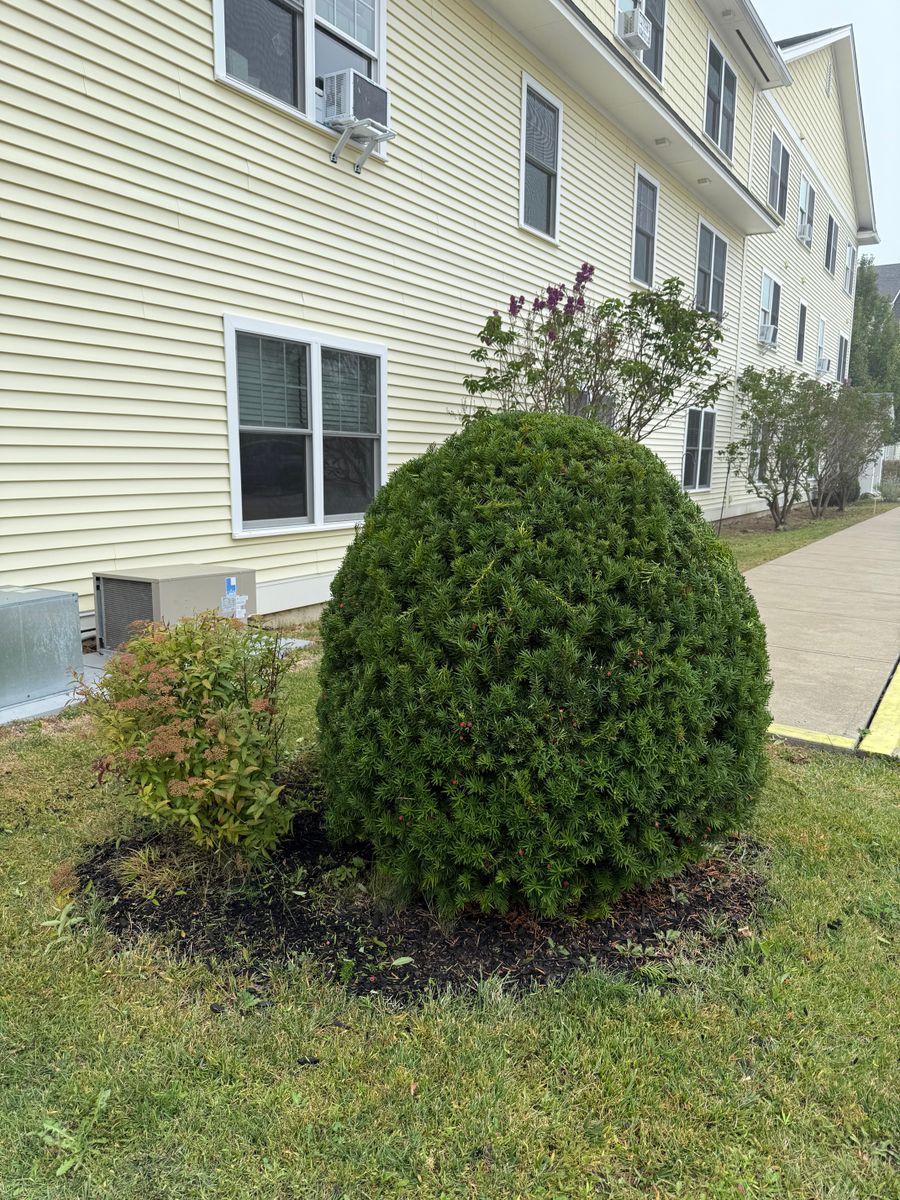 Tree Removal and Hedge Trimming for Bishop’s Property Maintenance in Franklin, VT