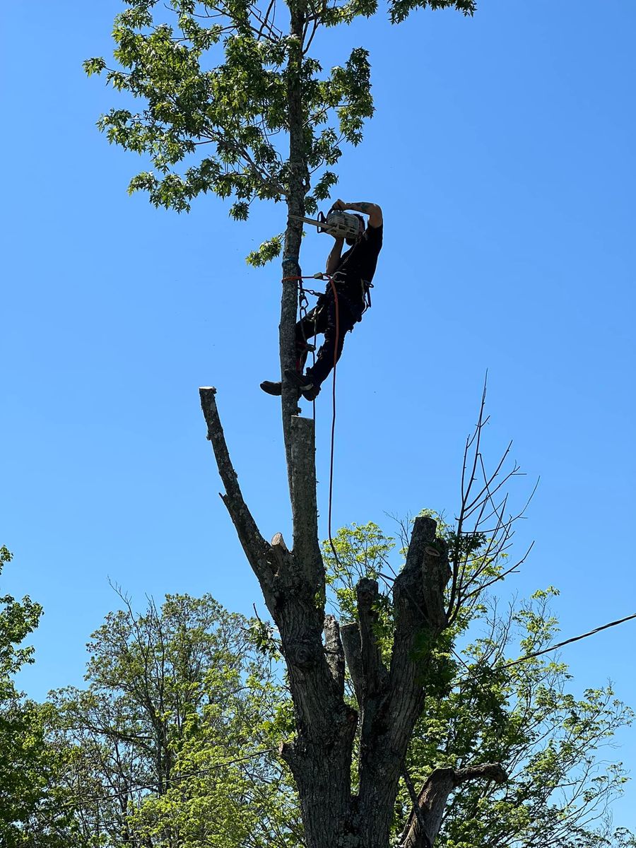 Tree Trimming for Brocks Tree Service LLC in Rogersville, TN
