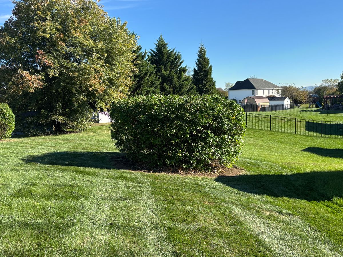 Tree & Shrub Care for Backyard Acres Lawncare LLC in Chambersburg, PA