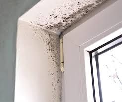 Mold Inspection for Envirospec LLC in Salt Lake City, UT