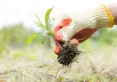 Weeding Services for New Beginning Landscape & Remodel LLC in Atlanta, GA