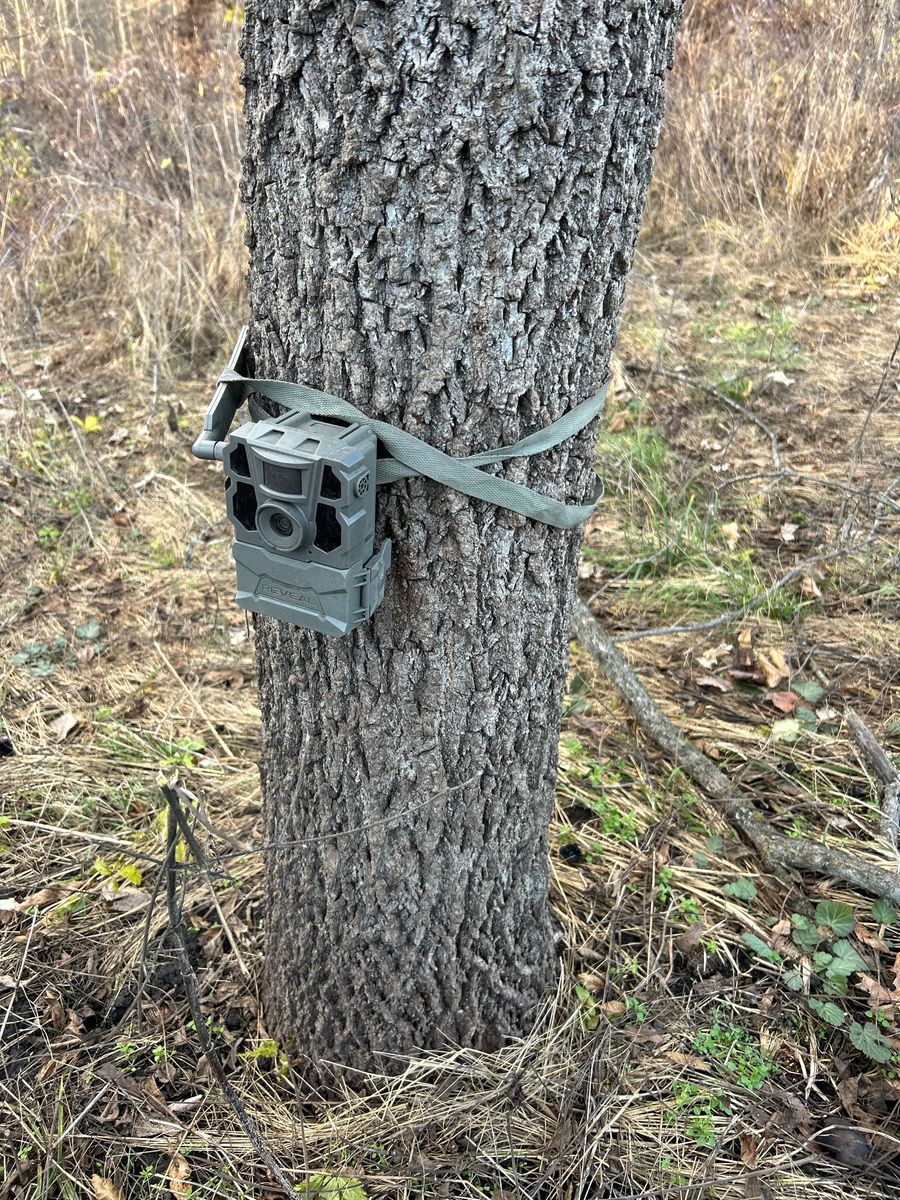 Trail Camera Upkeep for Two Young Bucks in Leon, IA