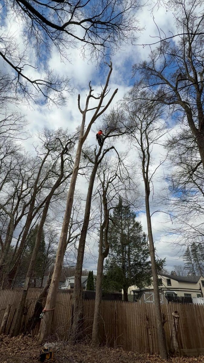 Tree Pruning for T's Trees in Albany, NY