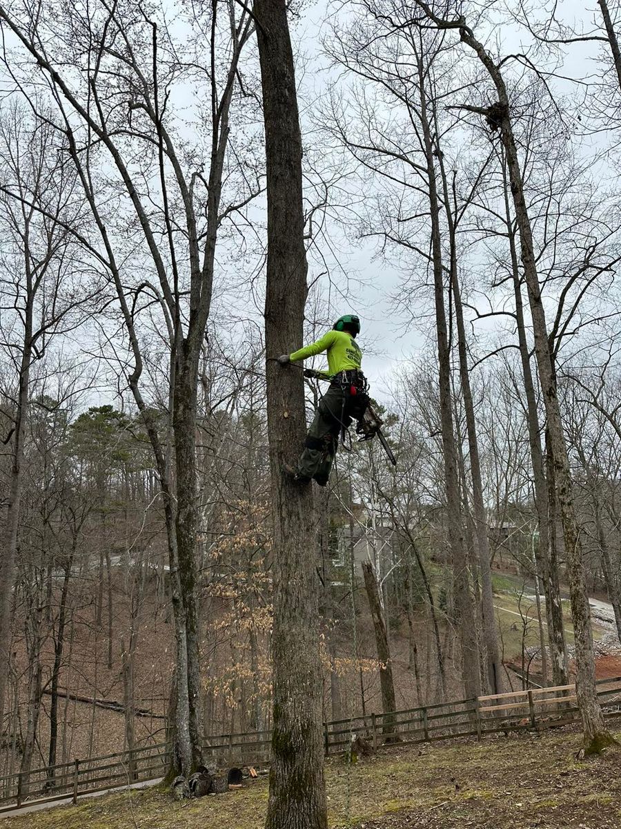 Tree Trimming for Complete Care in Cumberland Gap, TN