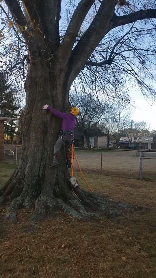 Tree Trimming for Falcon stump grinding Tree services in Loganville, GA