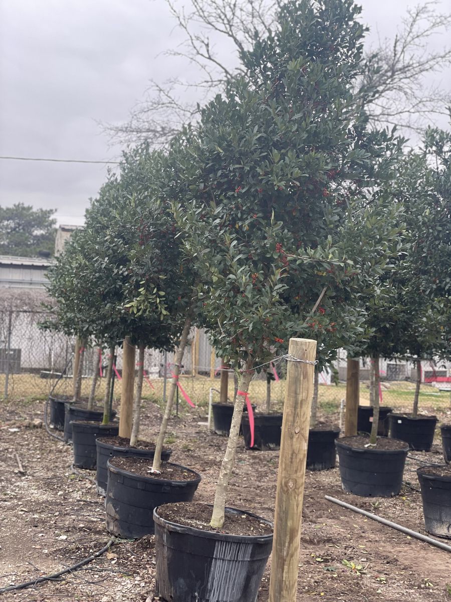 Landscape Installation for Atlas Land Design in Creekside Park, TX