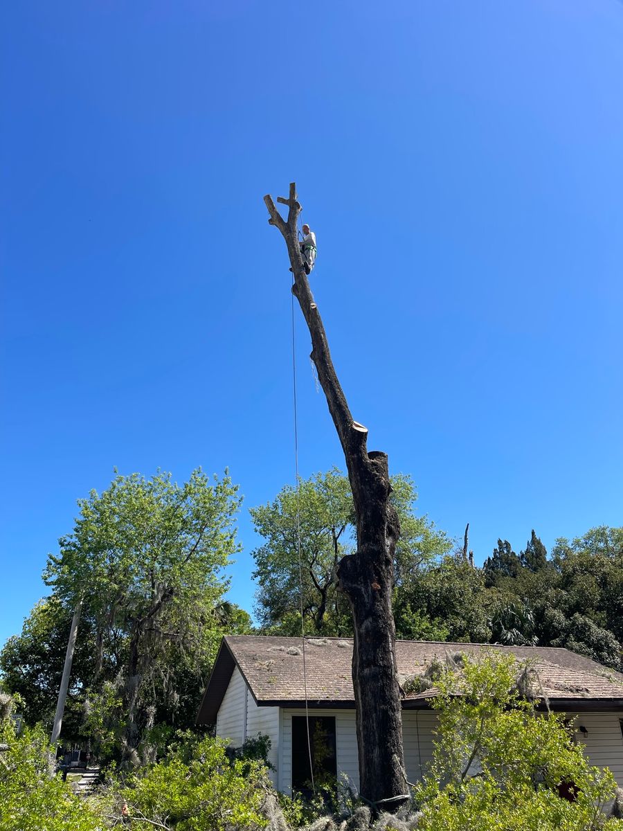 Tree Inspections for Mr. Timber in Ocala, FL