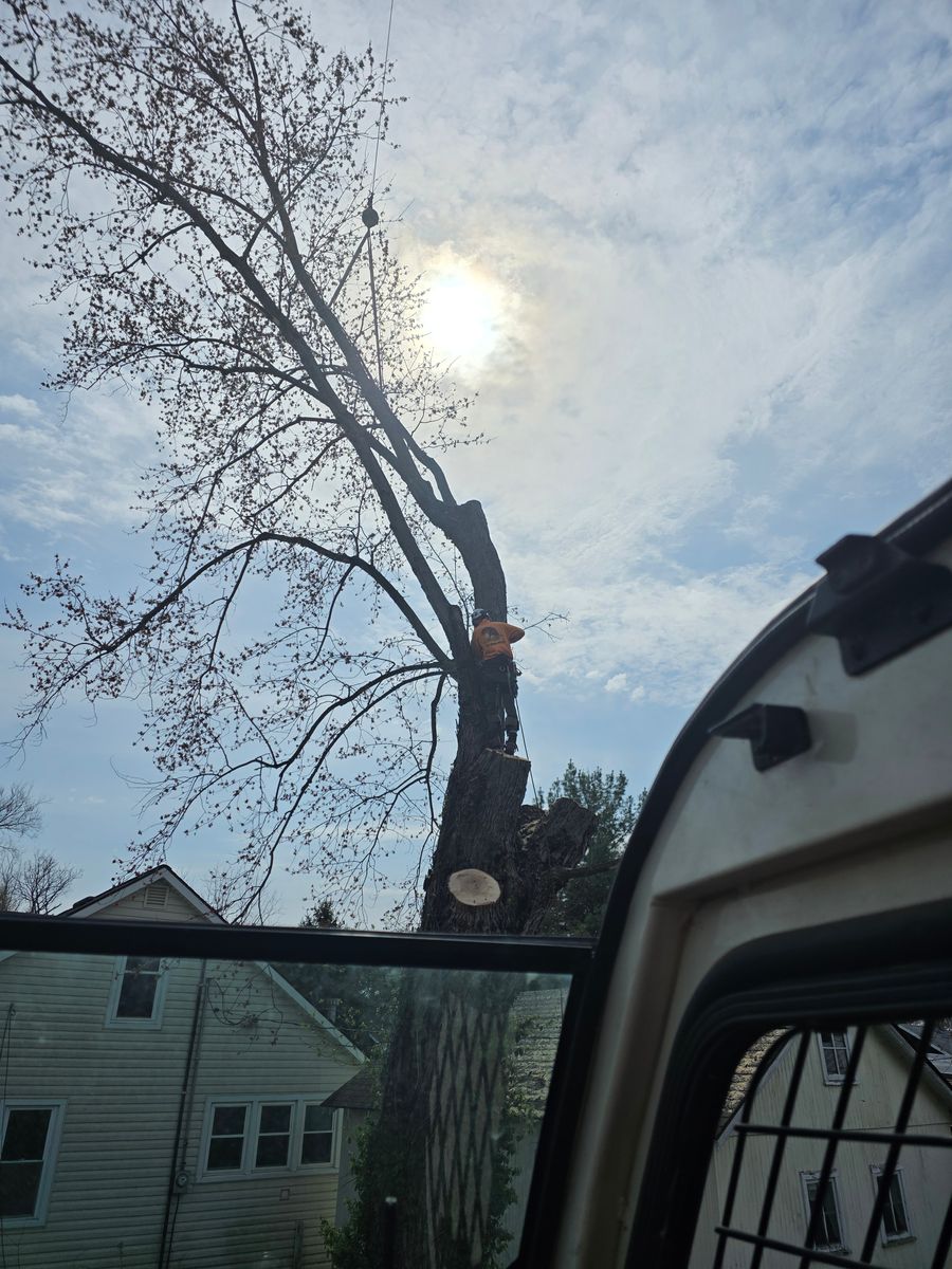 Tree Removal for Advanced Tree Solutions in Rockville, IN