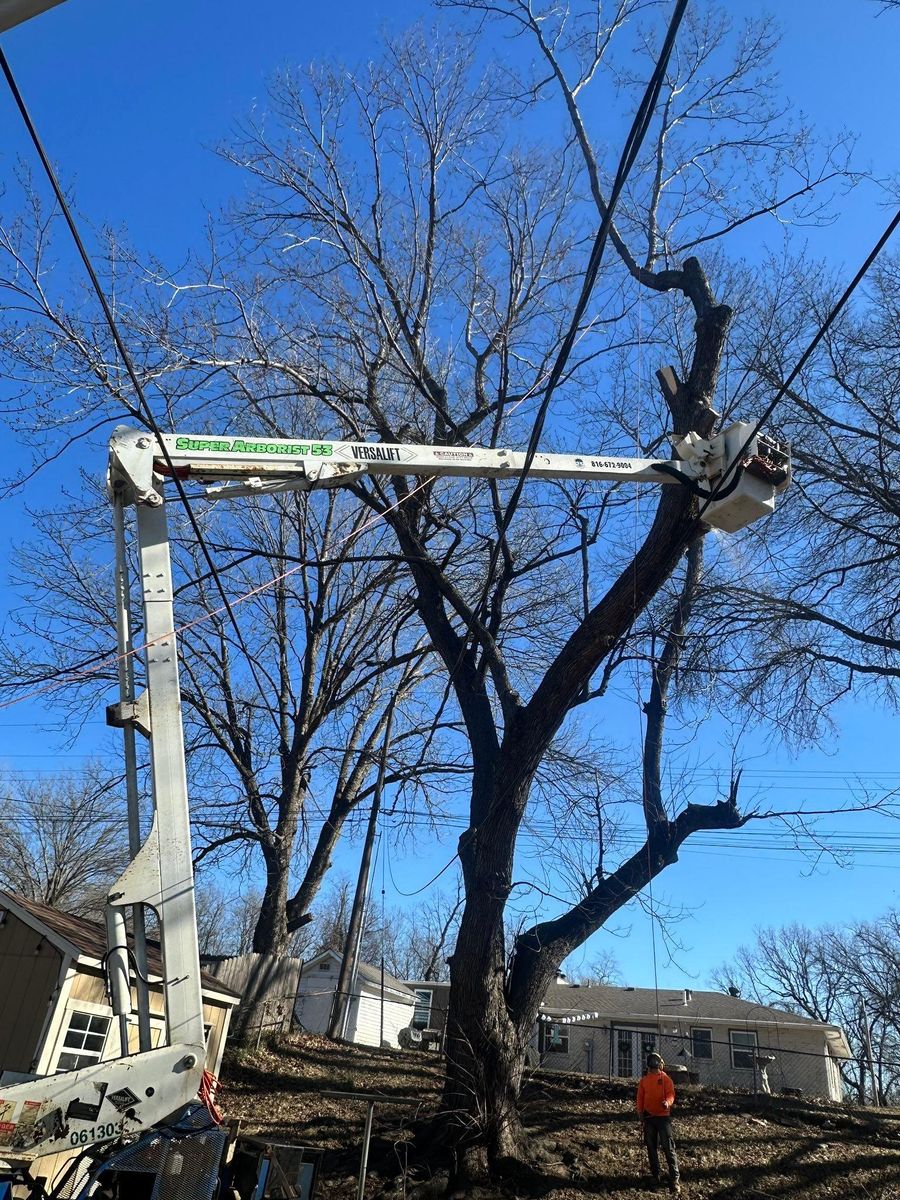 Tree Removal for Cross Family Tree Service in Kearney, MO