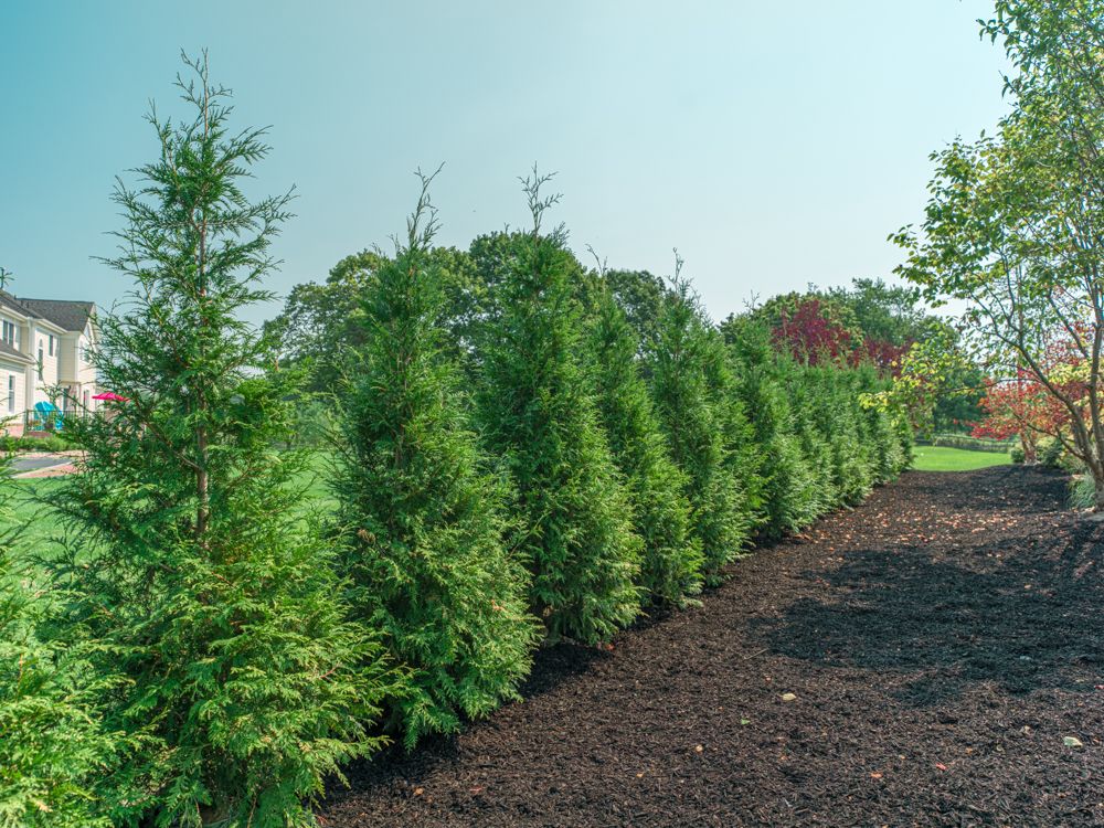 Green Giant Nursery for  in Morristown, NJ