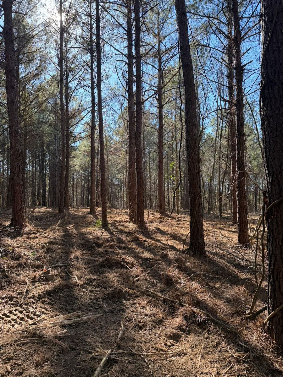 Forestry Mulching for Big Munchie Landworx in Jackson, MS