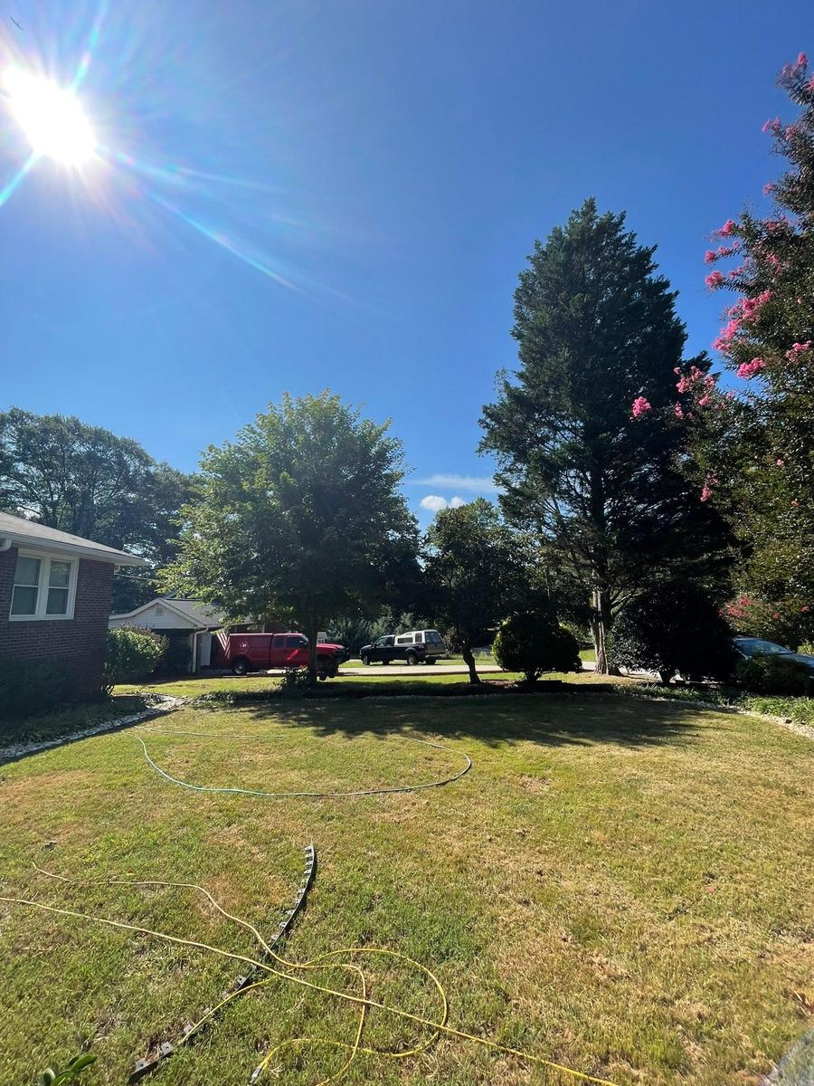 Tree Maintenance for Down To Earth Tree and Landscaping in Greenville, SC