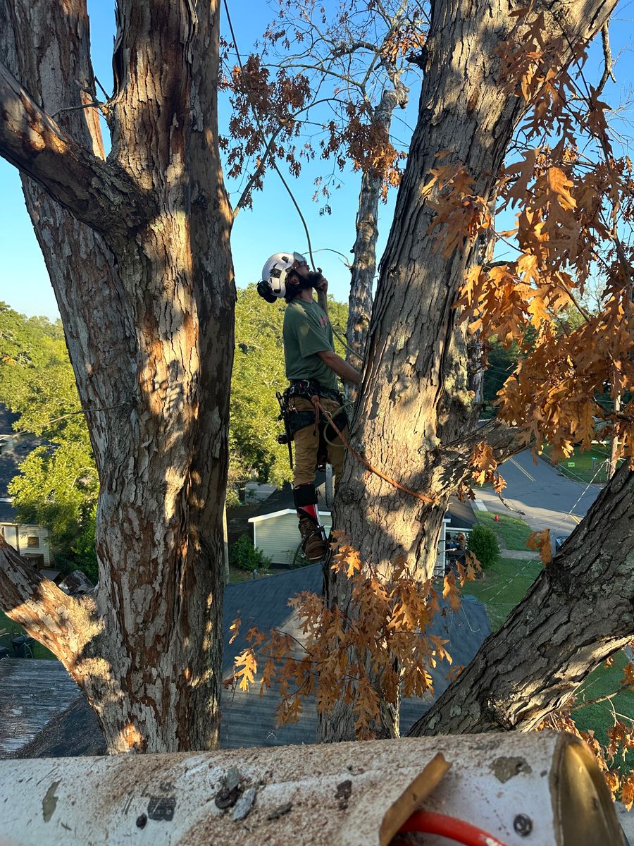 Tree Removal for ArborMax in Thomaston, GA