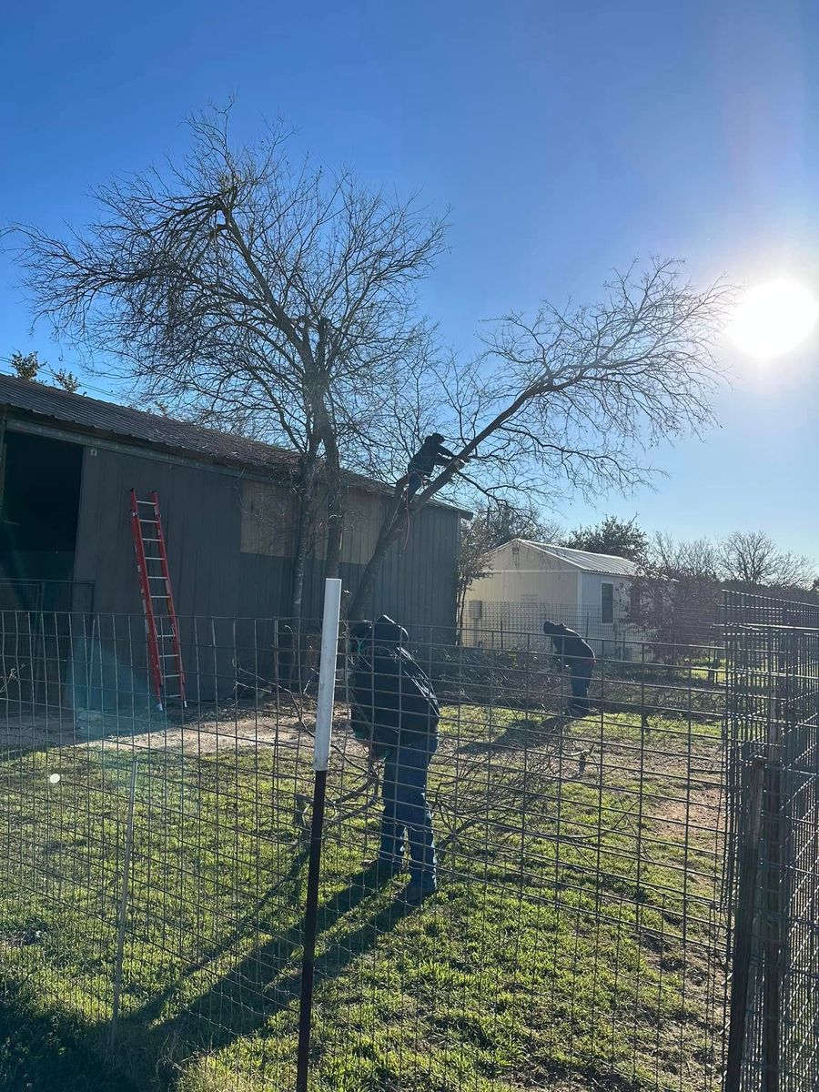 tree service- trimming and removals for CrossCut in Kempner, TX