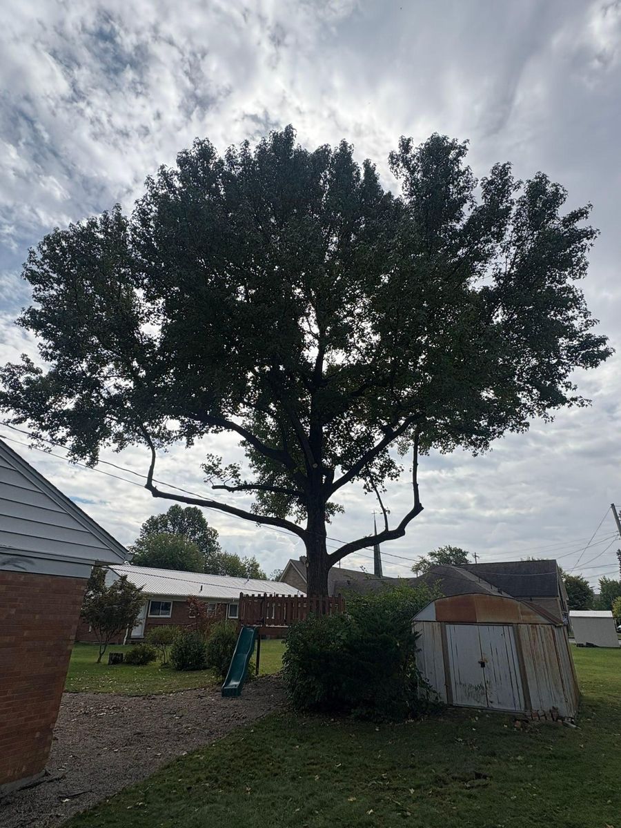 Tree Trimming for Dig-It Tree Company in Mason, OH