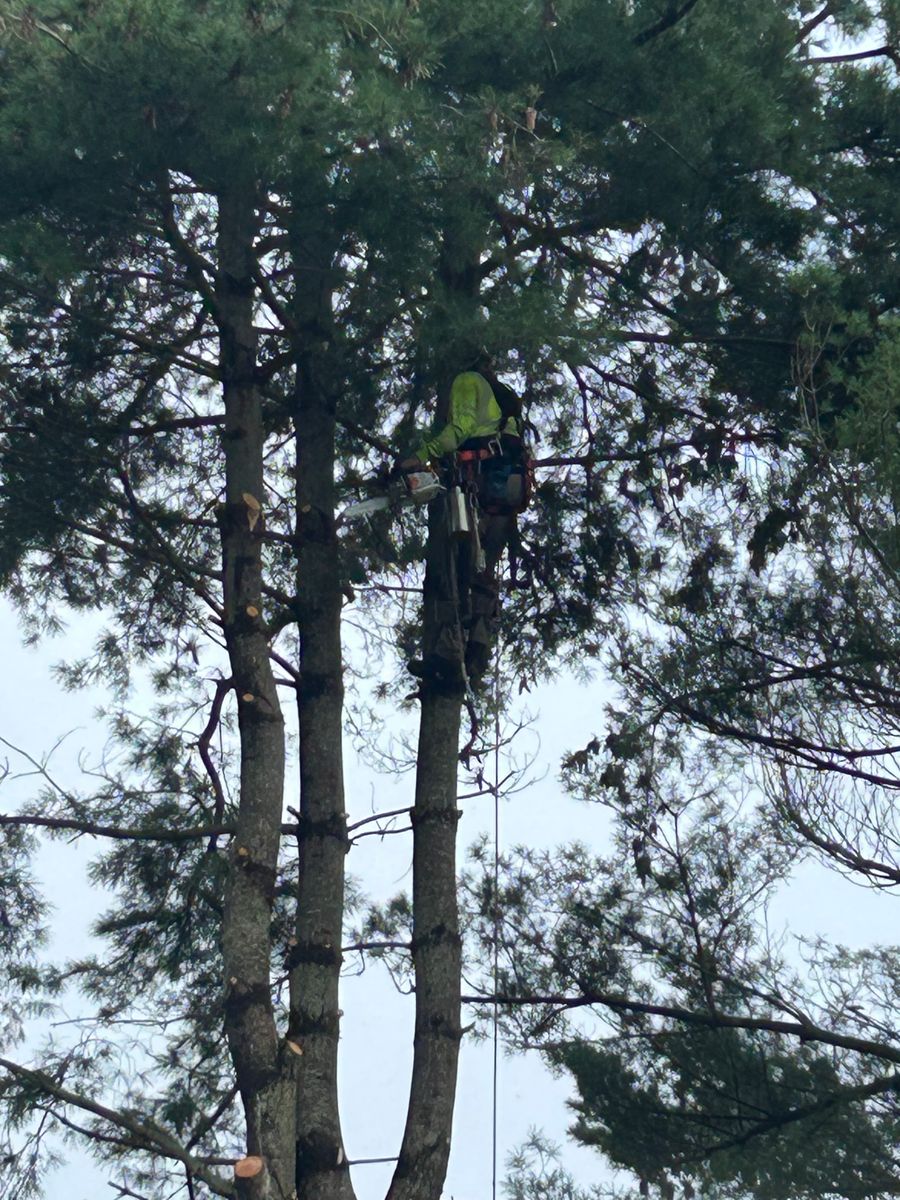 Tree Removal and Limbing  for The Whole 9 Yards Landscape VA in Heathsville, VA