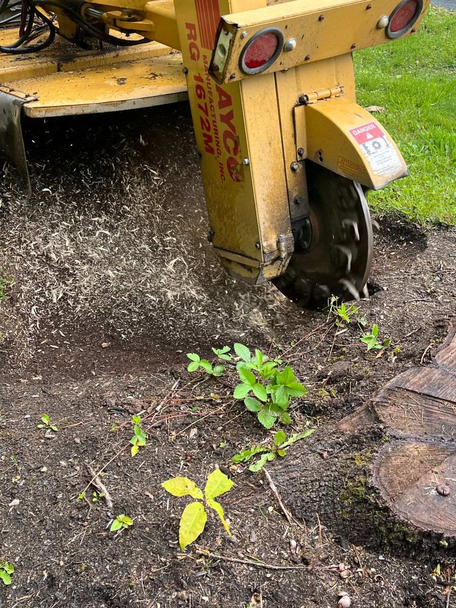 Stump Removal for J&E Tree & Excavation Services in Sandy, PA