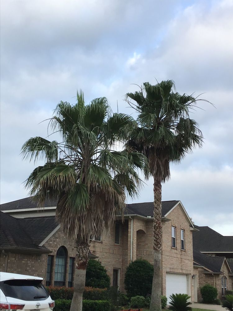 Tree Trimming for Greenfield Tree Services in Manvel, TX
