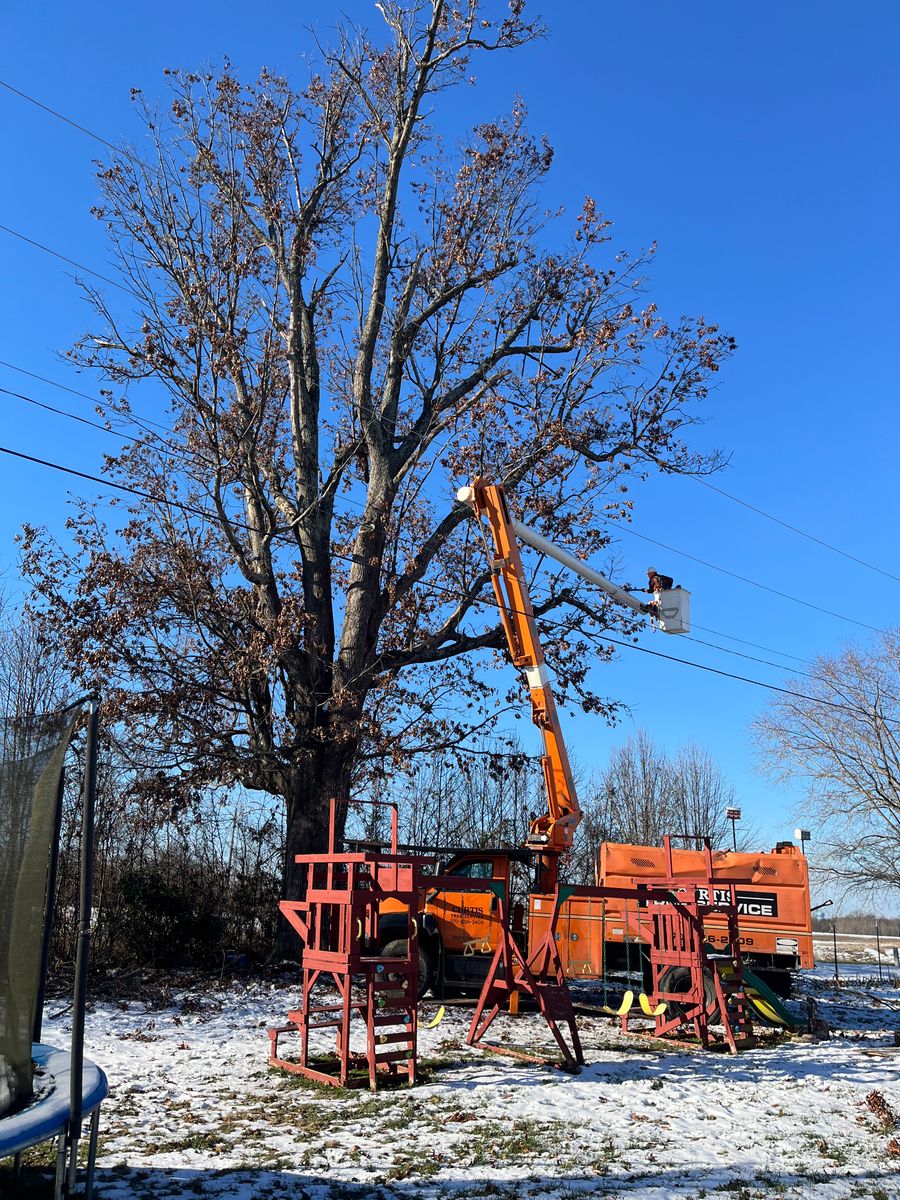 Tree Trimming for Curtis Tree Service LLC in Hopkins County, KY