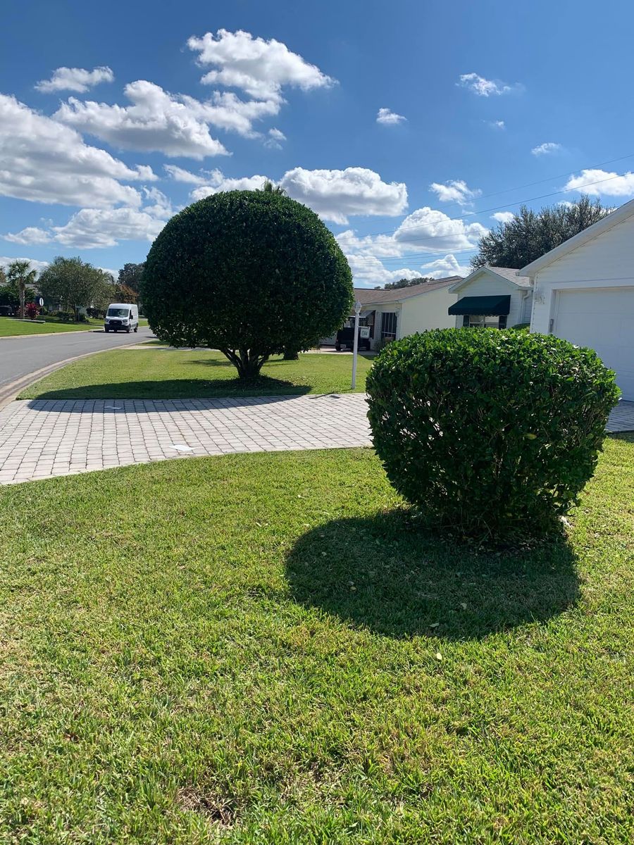 Trimming for R.B. & Company in Belleview, FL