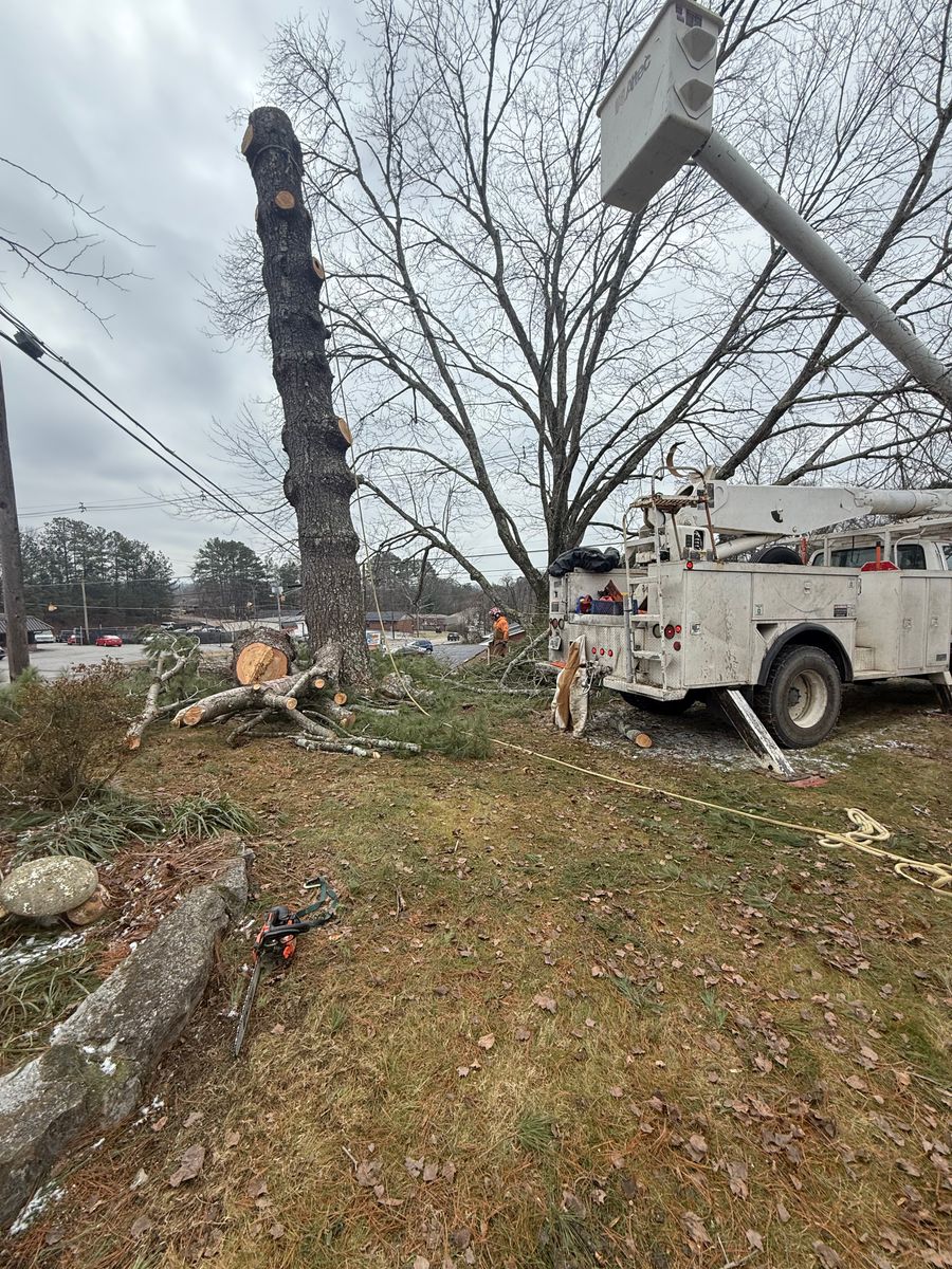 Tree Trimming for Lucky’s Tree Removal and Landscape Services in Clinton, TN