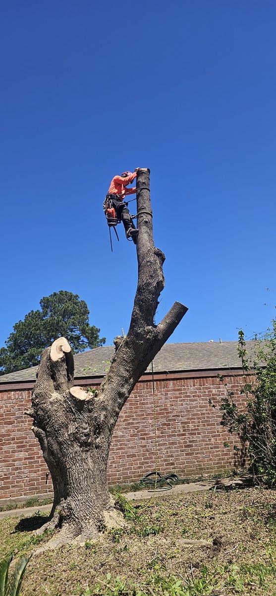 Tree Trimming for Servin's Tree Care  in Houston, TX