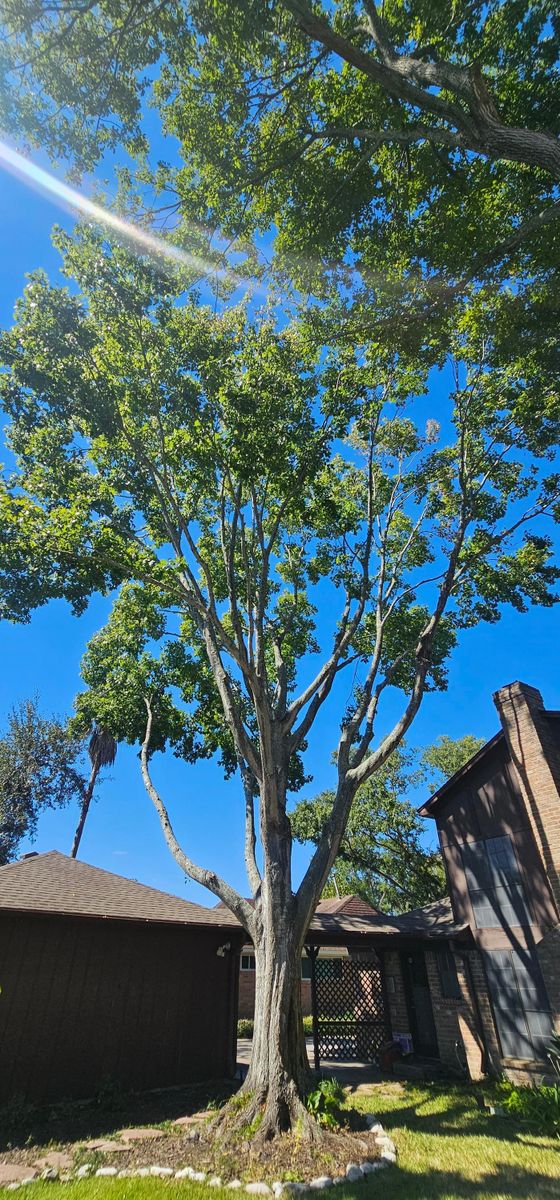 Tree Removal for Servin's Tree Care  in Houston, TX