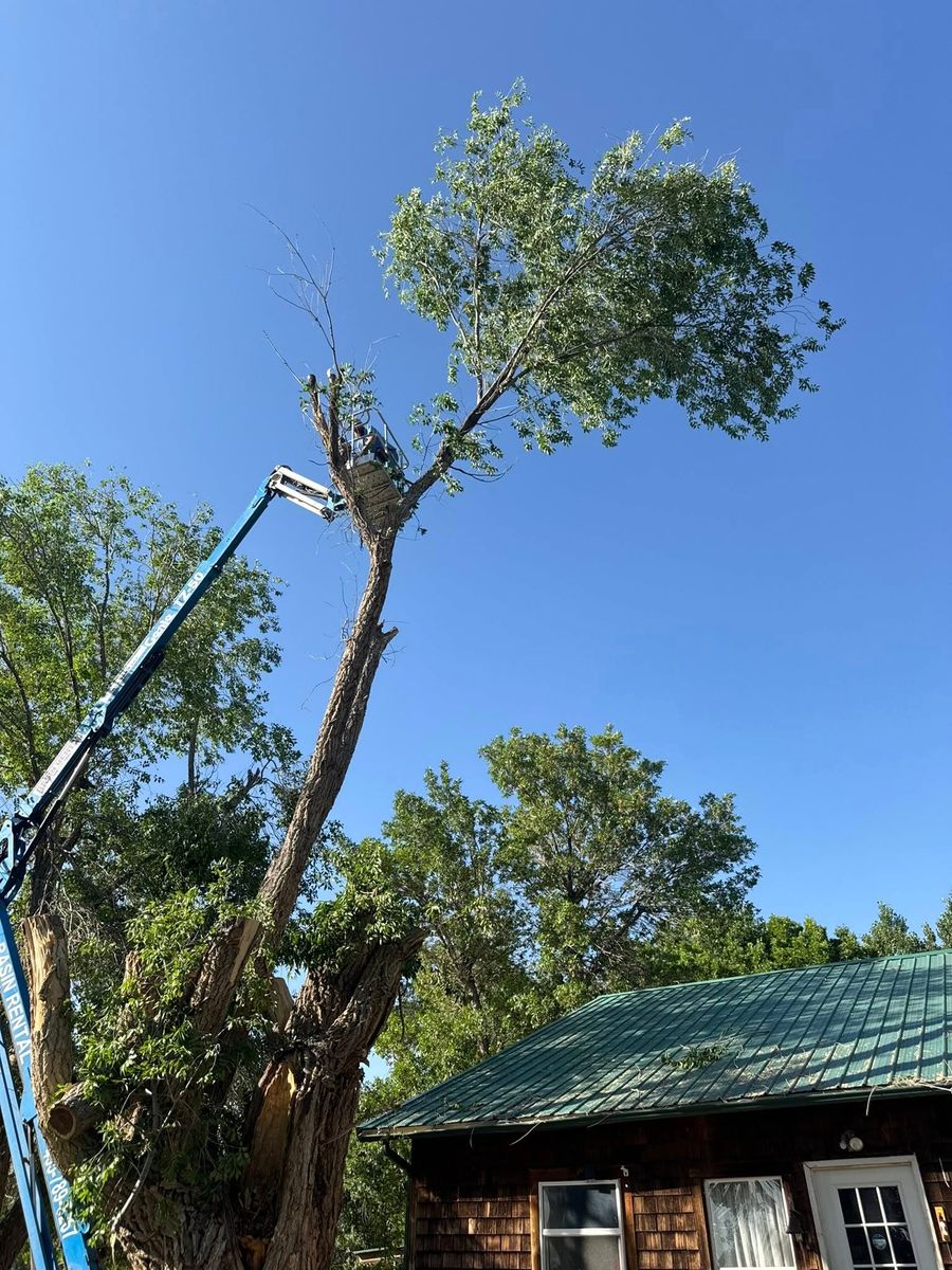 Tree Trimming for Bateman Construction in Roosevelt, UT