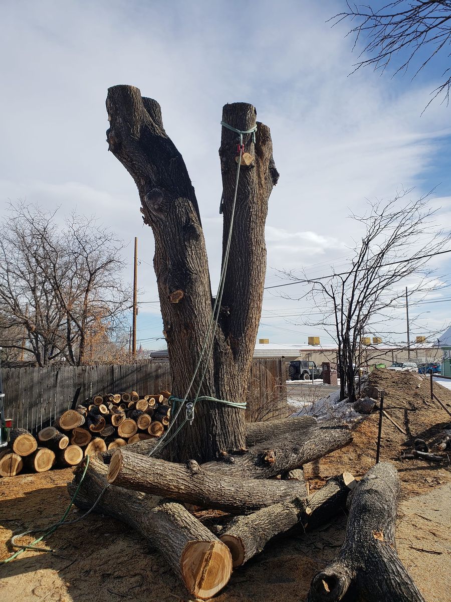 Stump Removal for Sloan Tree Service in Aurora, CO