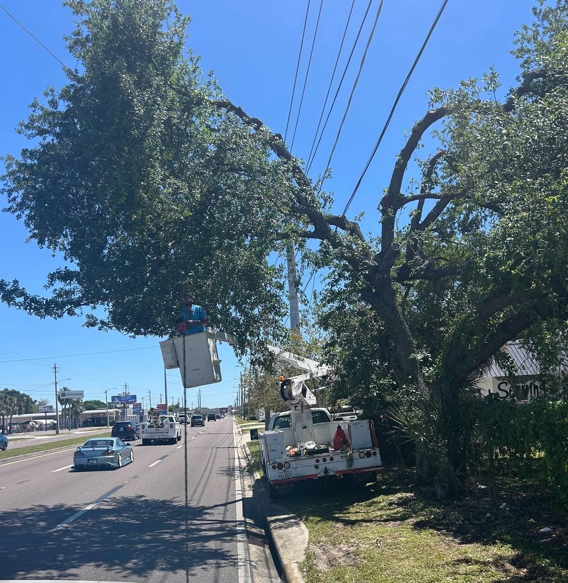 Tree Removal for Chaney’s Environmental Services in Haines City, FL