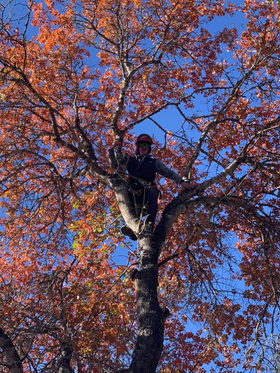 Tree Pruning for Braun Tree Service  in Floresville, Texas