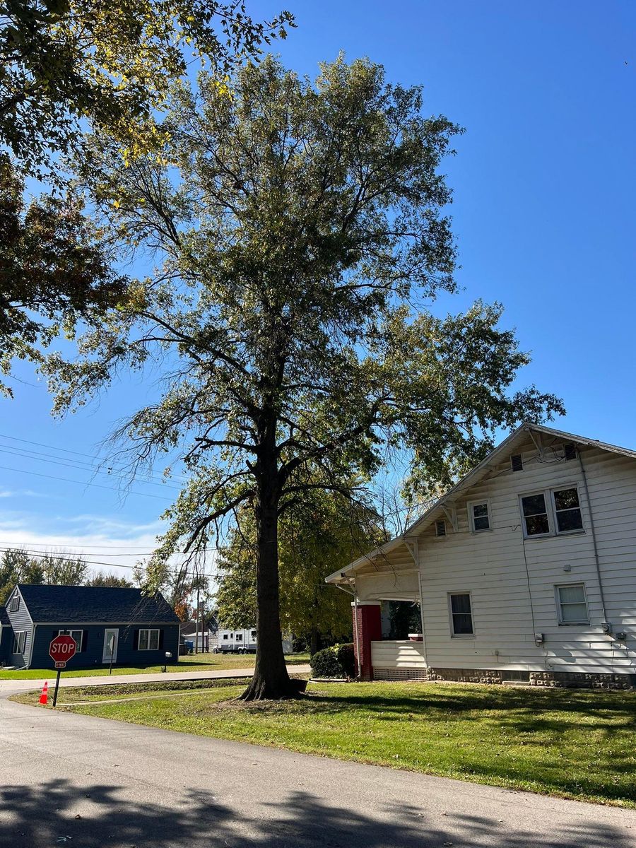 Tree Removal for Baker Professional Services LLC in Shelbina, MO