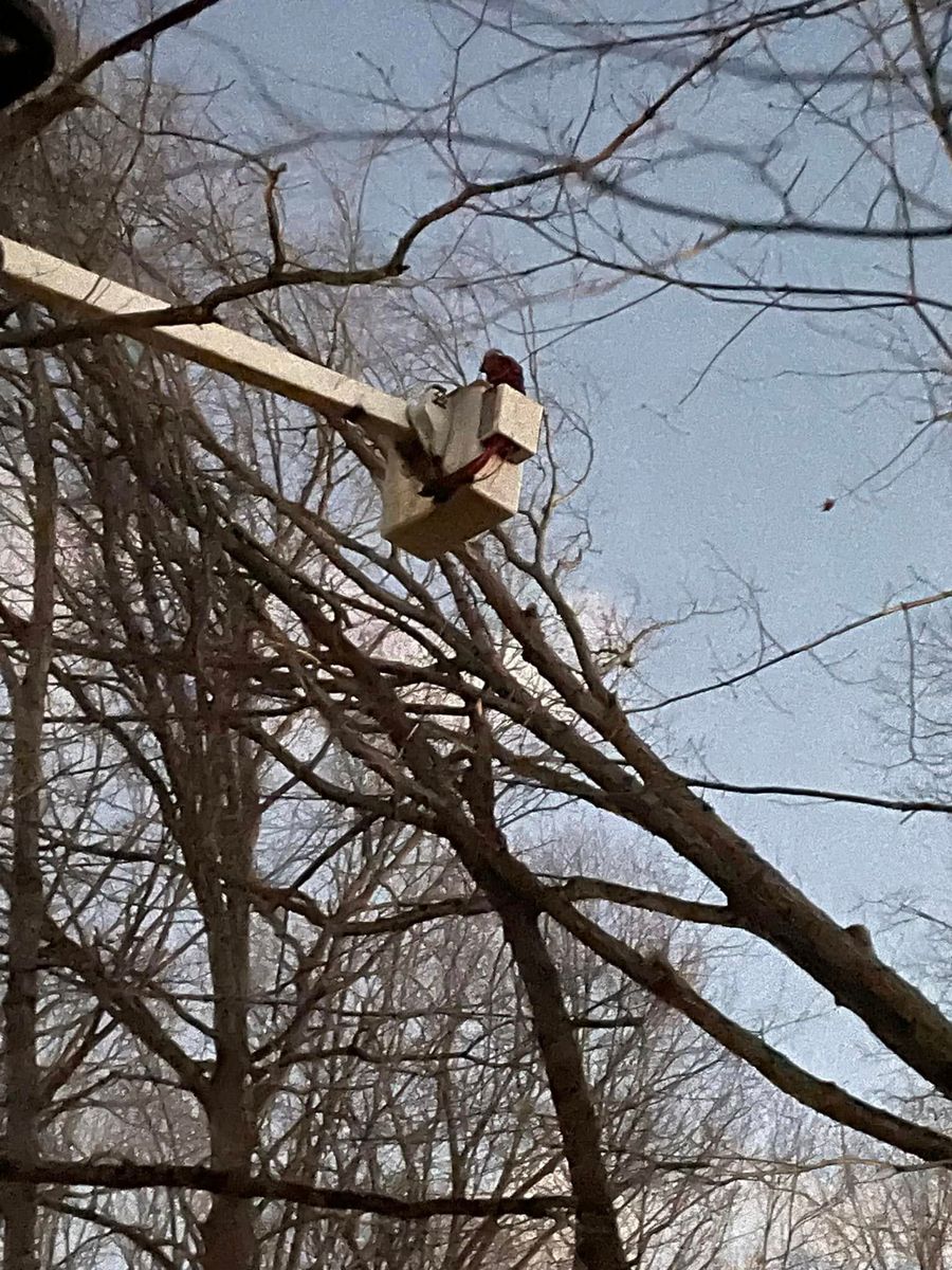 Tree Removal for Jace’s Tree & Stump Removal in Franklin, TN