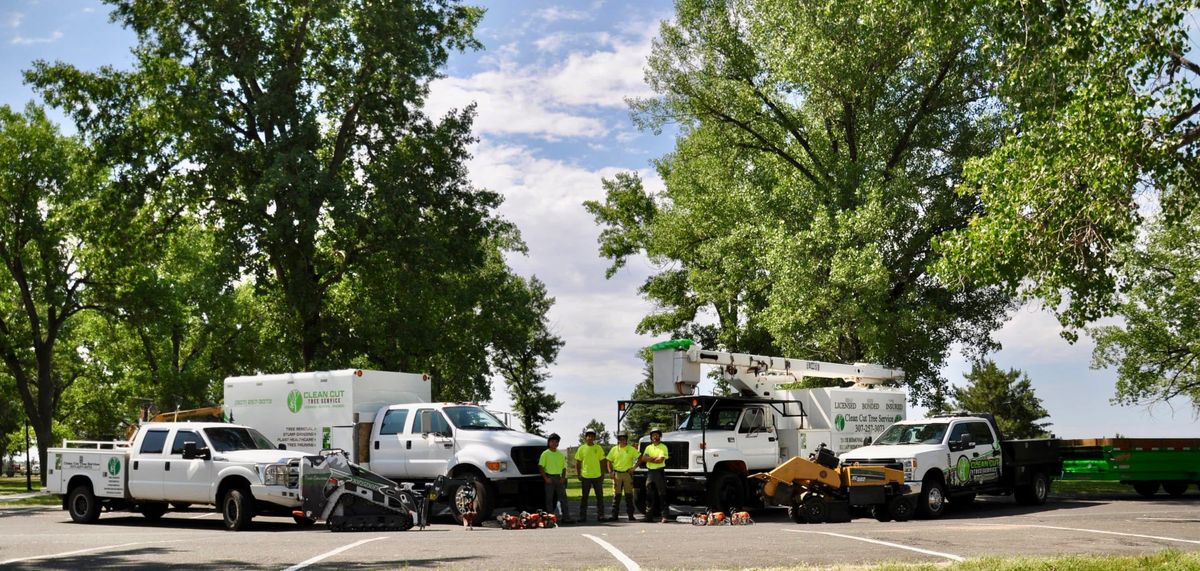 Tree Removal for Clean Cut Tree Service in Gillette, WY