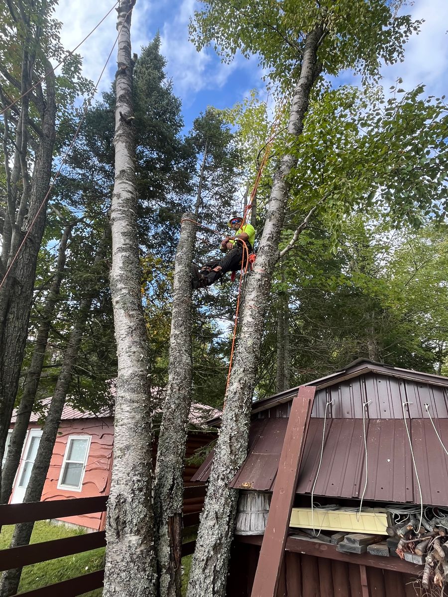 Tree Trimming for J&Q Tree Service in Paradise, MI