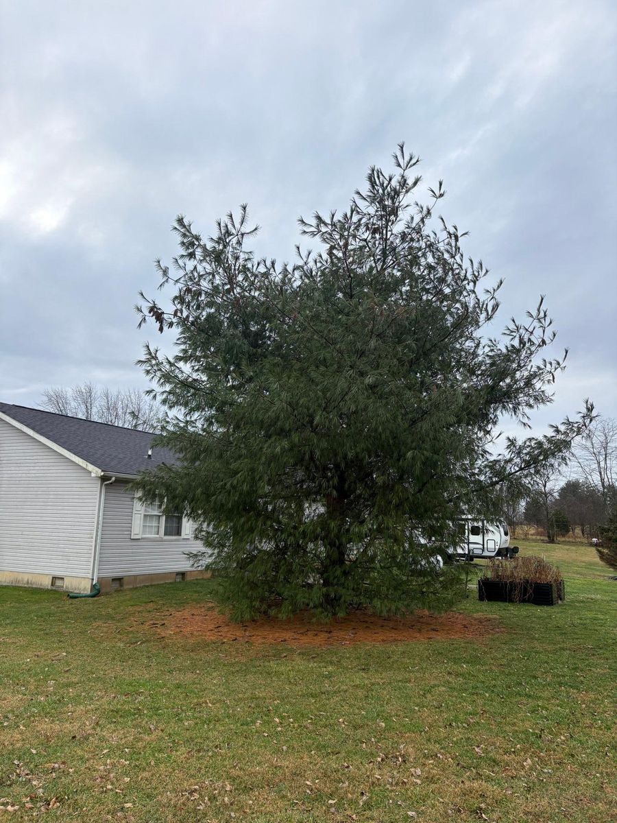 Tree Removal for Dig-It Tree Company in Mason, OH